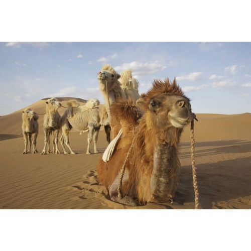 China, Badain Jaran Desert Caravan camels
